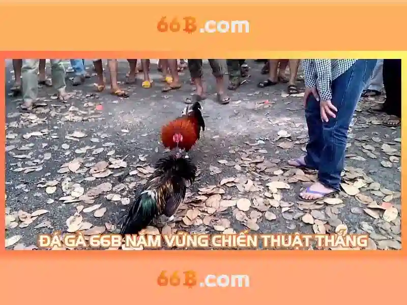 Giới thiệu về 66b