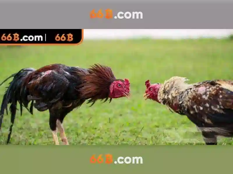 66B: khái niệm, ứng dụng và ảnh hưởng