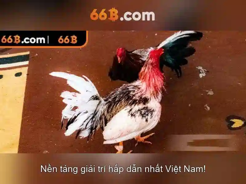 Ứng dụng của 66b trong hệ thống công nghệ